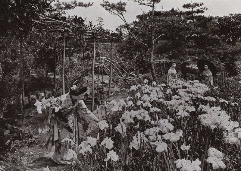 No Iris Garden em Hori-kiri (foto a p/b) de Herbert Ponting