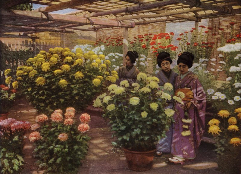 No Chrysanthemum Show (foto) de Herbert Ponting