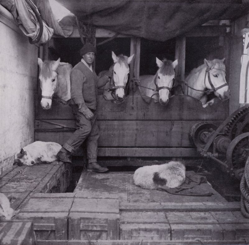 Capitão Oates com póneis e cães no mar (foto a p/b) de Herbert Ponting