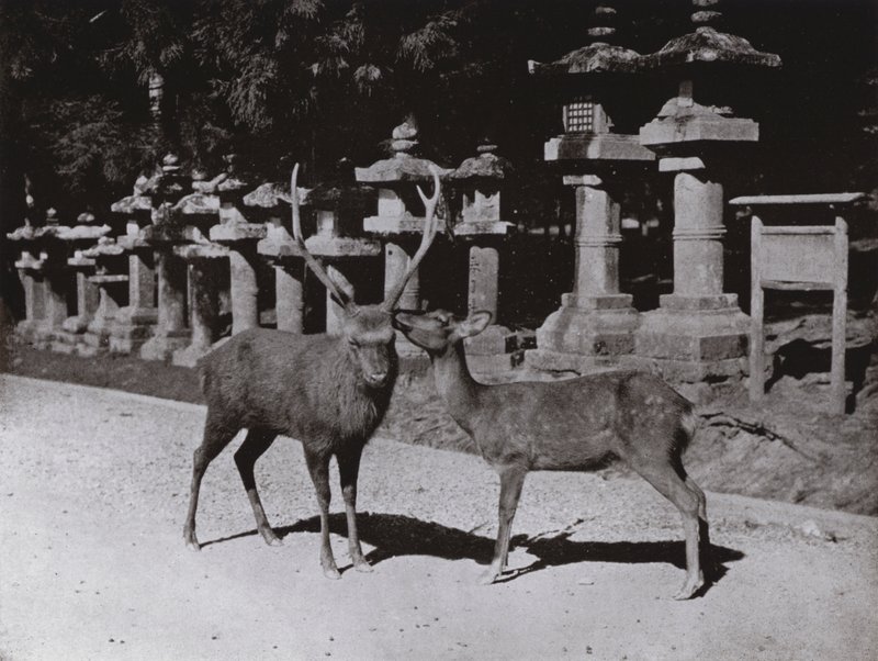 Veado, um Estudo em Nara (foto a p/b) de Herbert Ponting