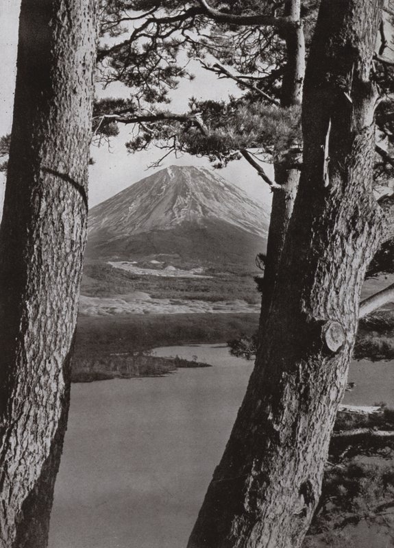 Fuji e os Pinheiros (foto a p/b) de Herbert Ponting