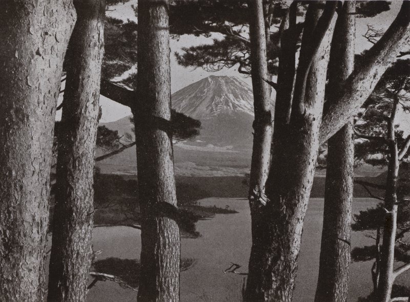 Fuji através dos Pinheiros (foto a p/b) de Herbert Ponting