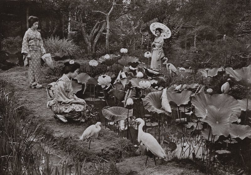 Em um Jardim de Lótus (foto a p/b) de Herbert Ponting