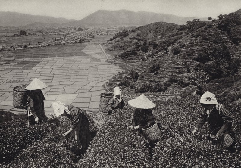 Japão na década de 1920: Colheita do chá (foto a p/b) de Herbert Ponting