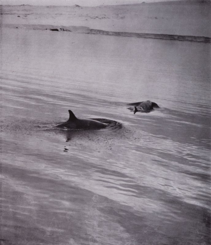"Em todos os lados matam baleias" (foto a p/b) de Herbert Ponting