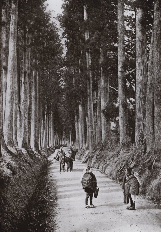 A Avenida das Criptomérias na Nikko (foto a p/b) de Herbert Ponting