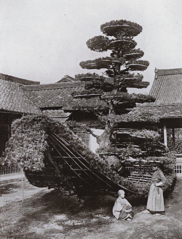 O Lixo do Pinheiro em Kinkakuji (foto a p/b) de Herbert Ponting