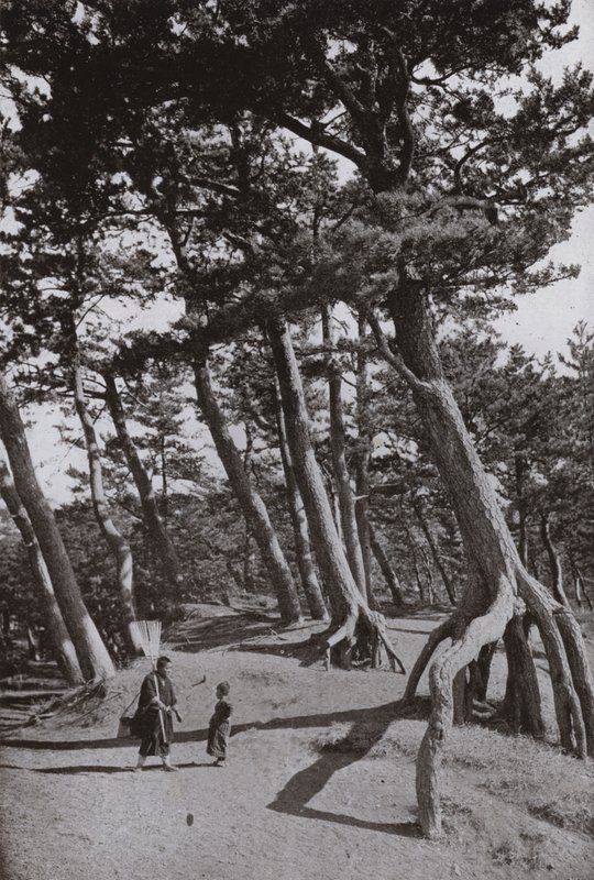 Os Pinheiros de Shizu-ura (foto a p/b) de Herbert Ponting