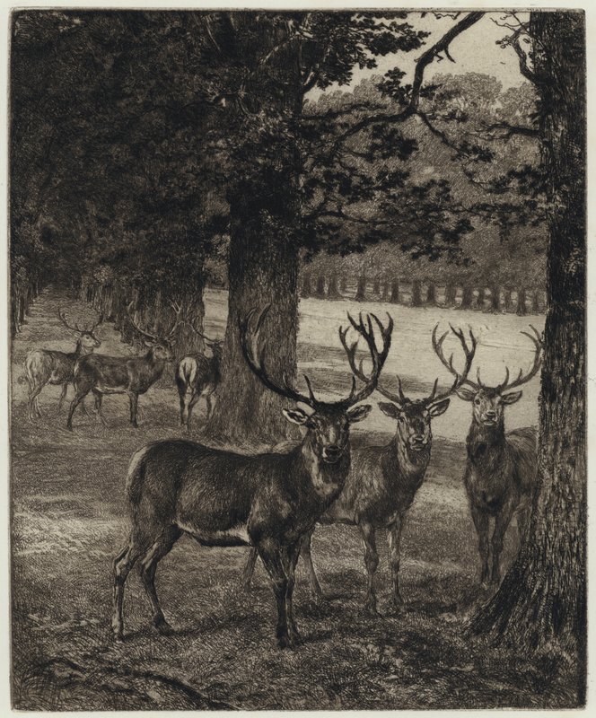 Veado em Windsor Park (gravura) de Heywood (after) Hardy