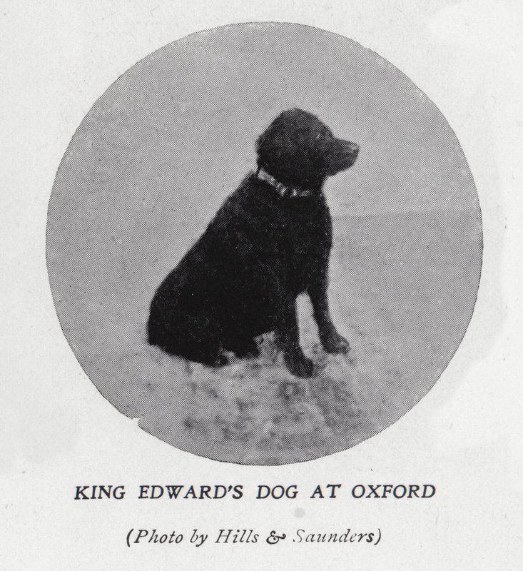 O cão do Rei Eduardo VII na Universidade de Oxford (foto a p/b) de Hills and Saunders