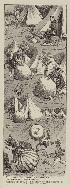 Maravilhas em Botânica, a história do crescimento de alguns rabanetes gigantes de Horatio Gordon Robley