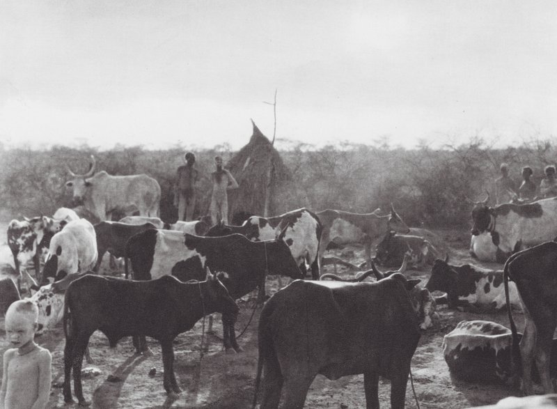 África: Kraal de gado na margem do Bahr el Zeraf (fotografia a preto e branco) de Hugo Adolf Bernatzik