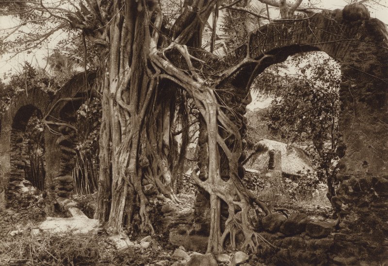 México: Ponte em arco espanhol com figueira, Antigua, Estado de Vera Cruz (fotografia a preto e branco) de Hugo Brehme