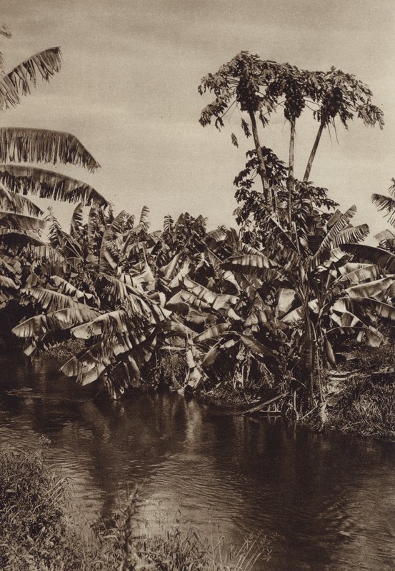 México: Bananas e papaias, Estado de Vera Cruz (fotografia a preto e branco) de Hugo Brehme