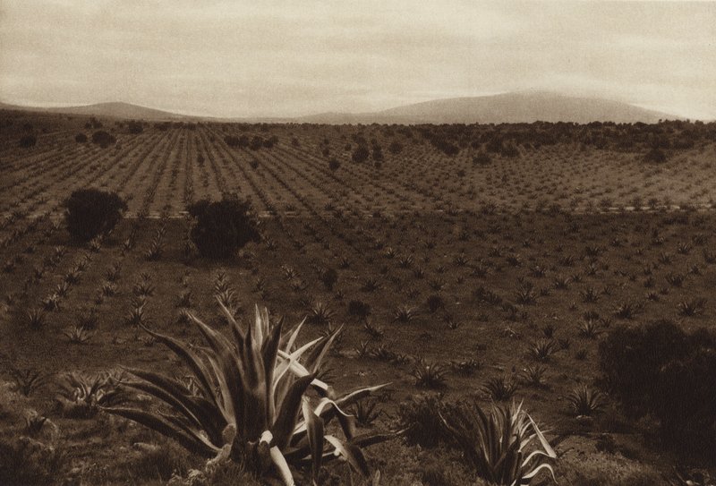 México: Campo de agave em redor de Ometusco (fotografia a preto e branco) de Hugo Brehme