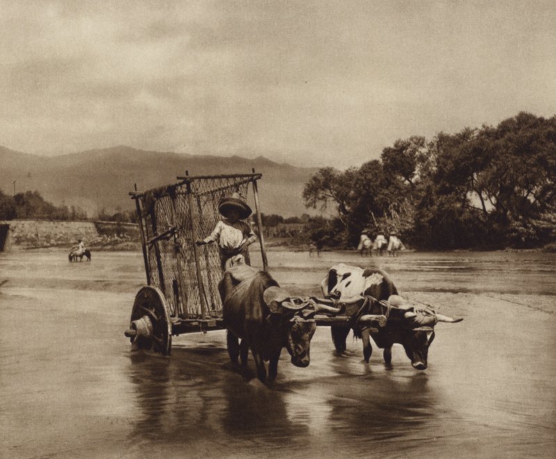 México: Carro de bois com rodas em forma de discos (fotografia a preto e branco) de Hugo Brehme