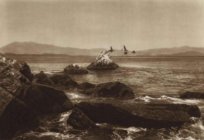 México: Costa de Manzanillo, Pelicanos, Estado de Colima (fotografia a preto e branco) de Hugo Brehme