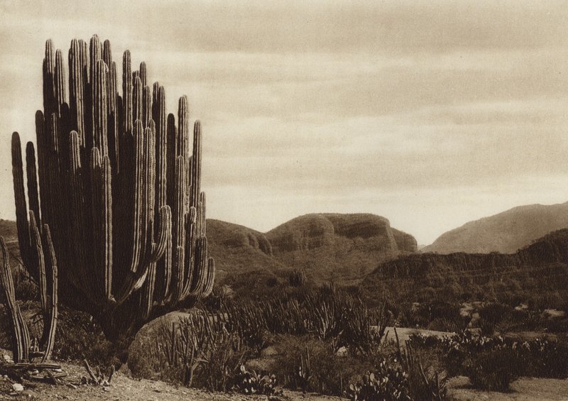 México: Cuicatian, "Cereus candelabrum" (fotografia a preto e branco) de Hugo Brehme