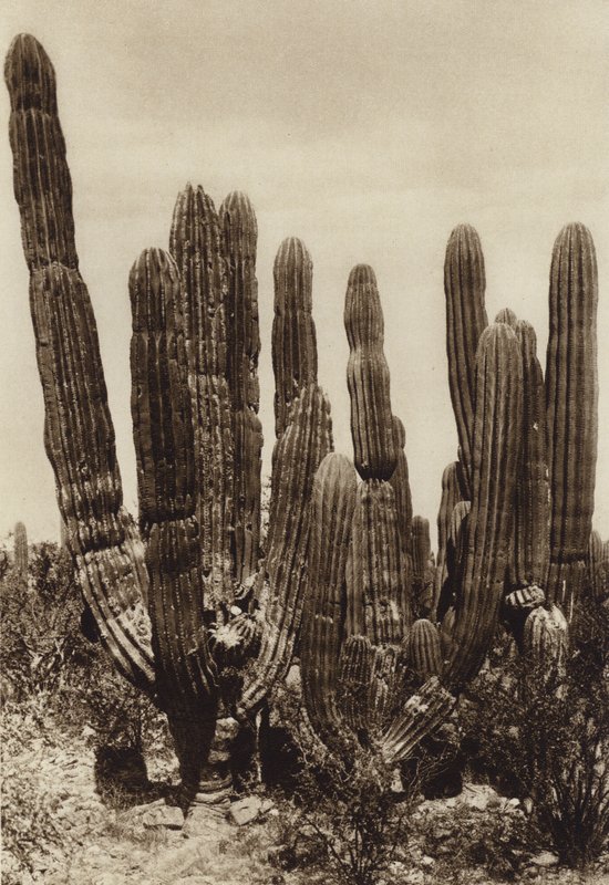 Mexico: Guaymas, "Cereus Pringlei", Estado Sonora (b/w photo) de Hugo Brehme