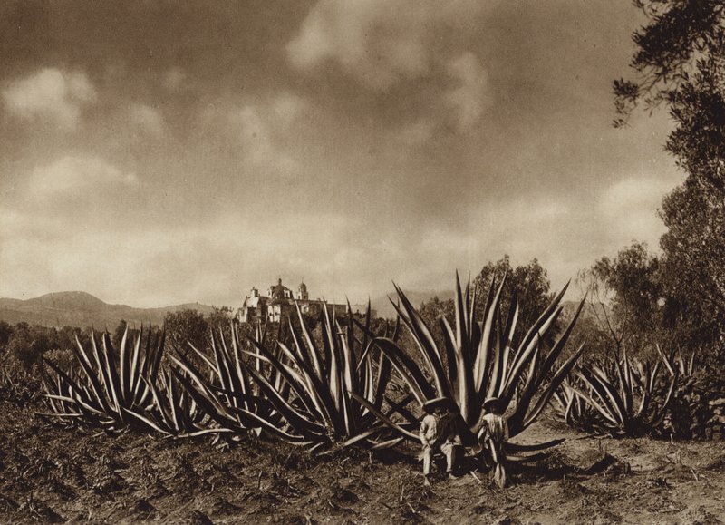 México: Os arredores de Tepepam com um campo de agave (fotografia a preto e branco) de Hugo Brehme