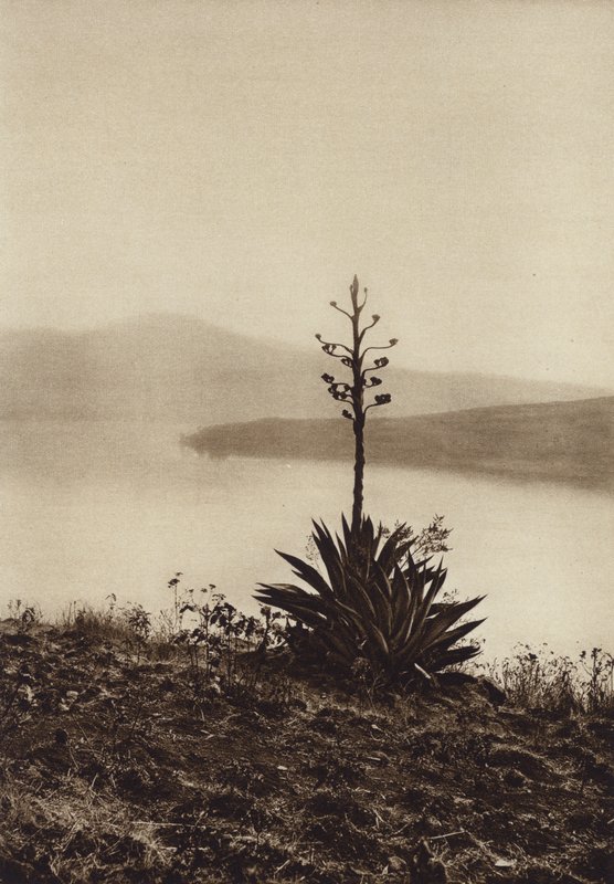 México: margem do lago Chapala com agaves em flor (fotografia a preto e branco) de Hugo Brehme
