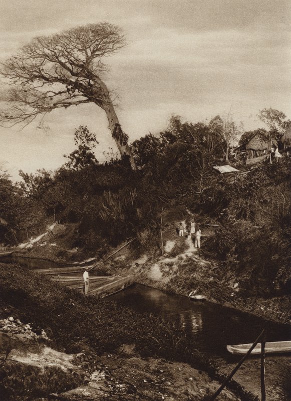 México: Panorama de um rio com uma árvore Ceiba, Estado de Vera Cruz (fotografia a preto e branco) de Hugo Brehme