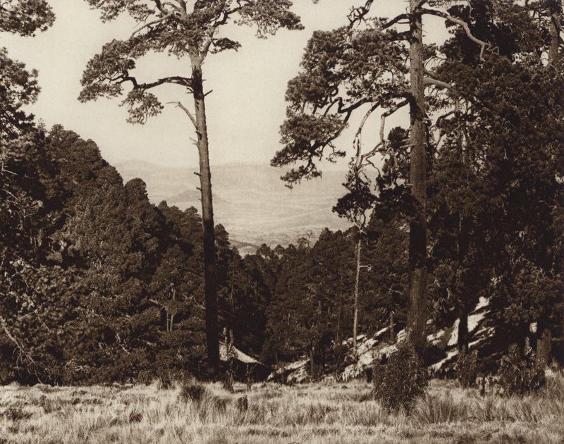 México: Panorama selvagem no sopé do Pico de Orizaba (fotografia a preto e branco) de Hugo Brehme