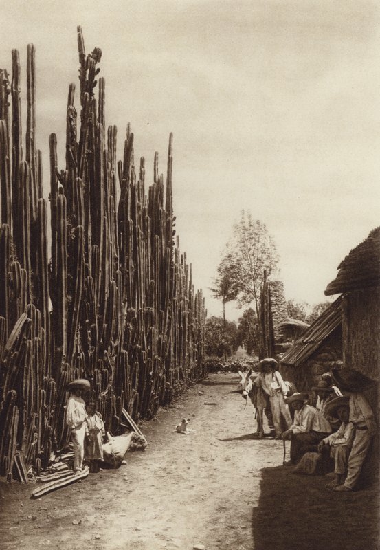 México: Santiago, rua caraterística da aldeia com cactáceas em forma de colunas (fotografia a preto e branco) de Hugo Brehme
