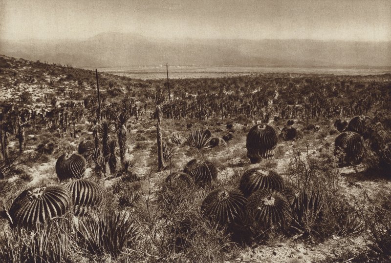 México: Sierra de Tehuacan, Na parte da frente "Echinocactus grandis" (fotografia a preto e branco) de Hugo Brehme