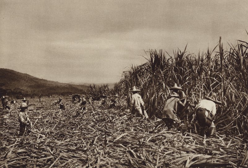 México: Tamasopo, colheita de cana-de-açúcar (fotografia a preto e branco) de Hugo Brehme