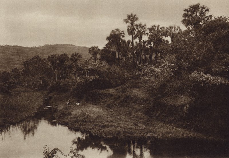 México: Tamasopo, paisagem de palmeiras (fotografia a preto e branco) de Hugo Brehme