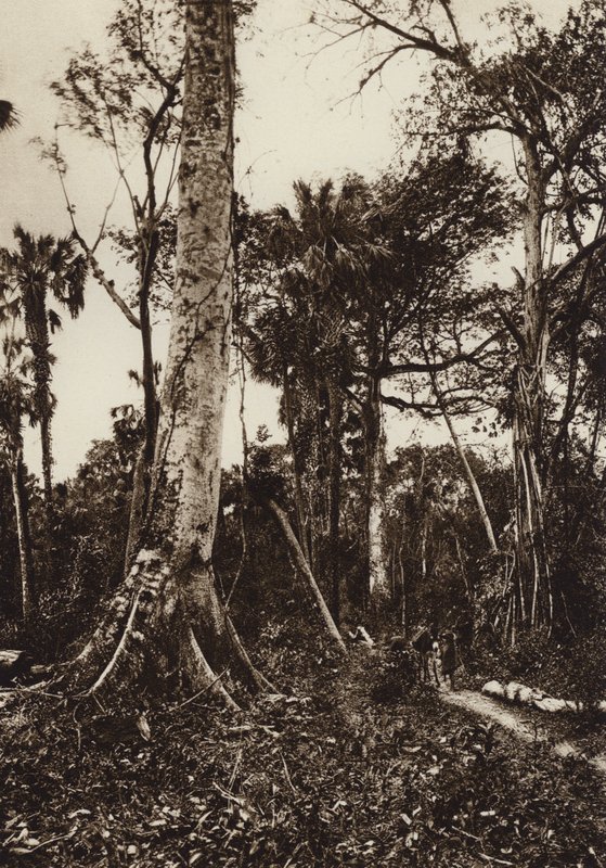 México: Tamasopo, Panorama da floresta virgem (fotografia a preto e branco) de Hugo Brehme