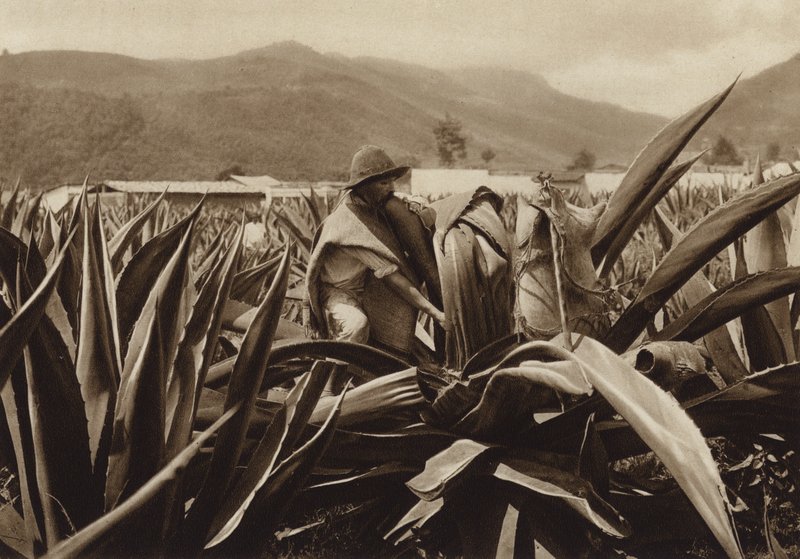 México: Tlachiquero a sugar pulque de uma planta de agave (fotografia a preto e branco) de Hugo Brehme