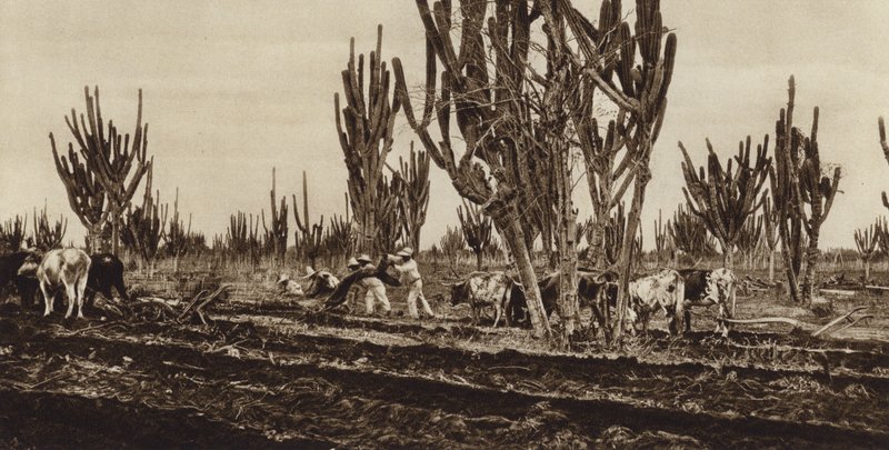 México: Trabalho de campo, Estado de Sinaloa (fotografia a preto e branco) de Hugo Brehme