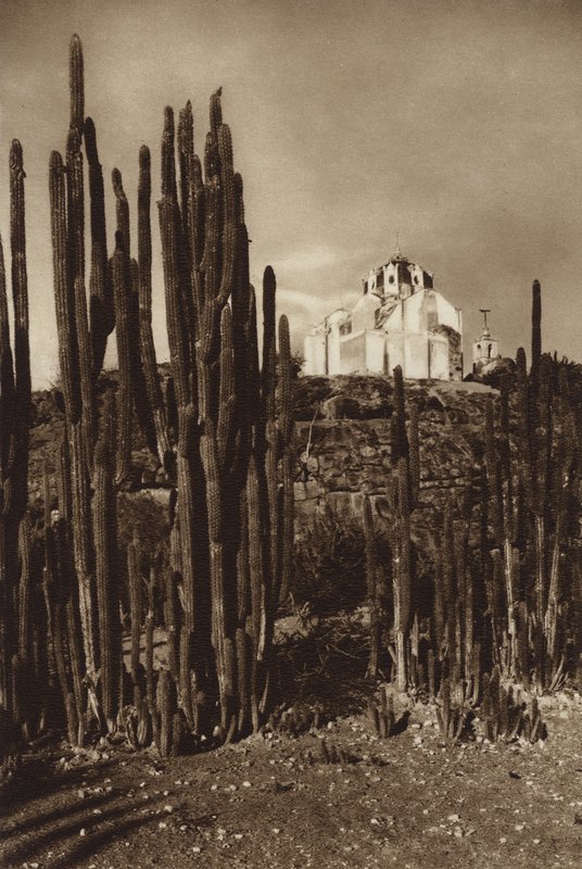 México: Zapottlan, "Cereus bavosus" (fotografia a preto e branco) de Hugo Brehme