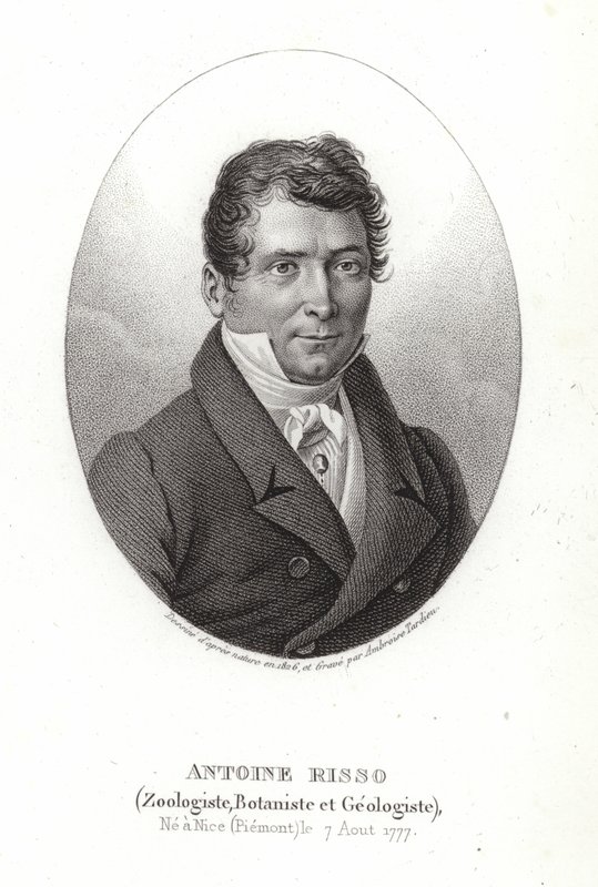 Antoine Risso de Italian School
