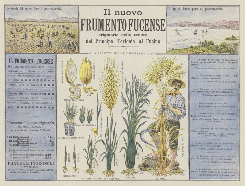 O novo trigo Fucense (cor litho) de Italian School