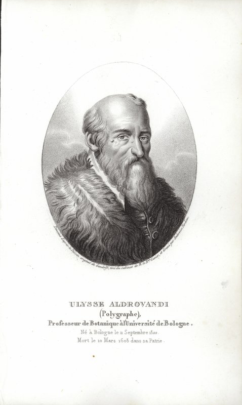 Ulisse Aldrovandi de Italian School
