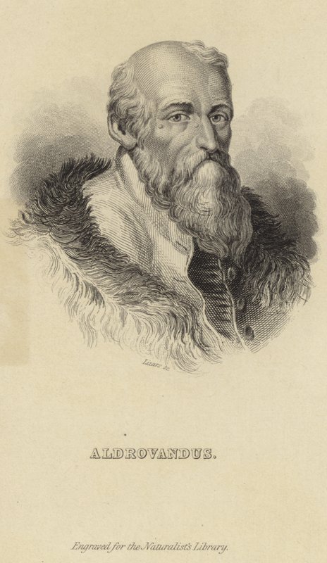 Ulisse Aldrovandi de Italian School