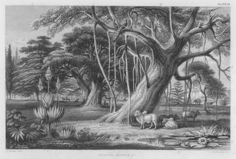 Banyan, Boabob etc (gravura colorida) de J. (after) Stewart
