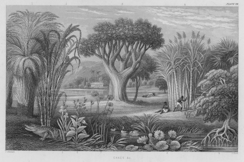 Bengalas, etc. (gravação colorida) de J. (after) Stewart