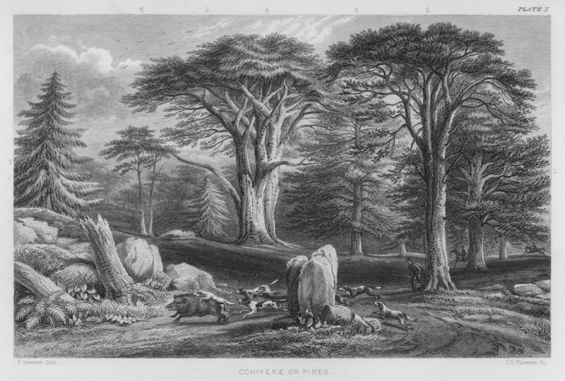Coníferas ou Pinheiros (gravura colorida) de J. (after) Stewart