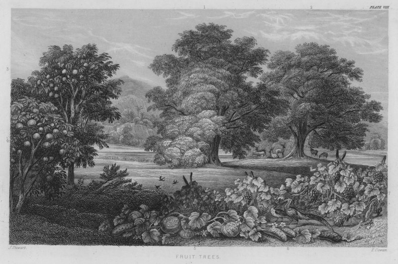 Árvores de fruto (gravura colorida) de J. (after) Stewart