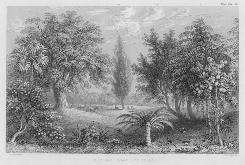 Árvores frutíferas e ornamentais (gravação colorida) de J. (after) Stewart