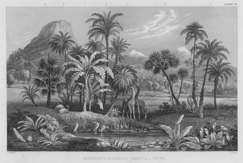 Plantas monocotiledóneas, Palmeiras (gravura colorida) de J. (after) Stewart