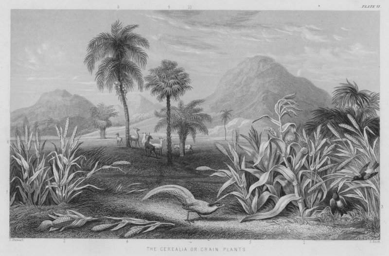 Cerealia ou Grain Plants (gravura colorida) de J. (after) Stewart