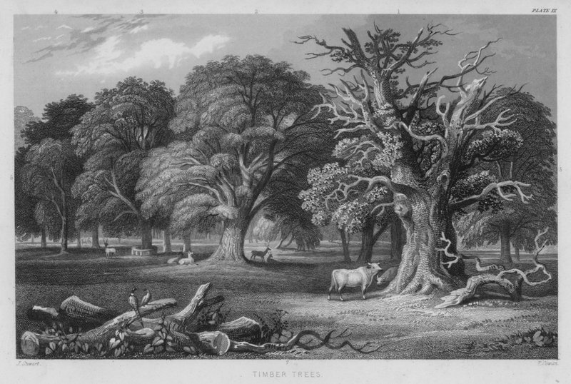 Árvores de madeira (gravura colorida) de J. (after) Stewart