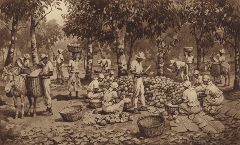 Quebrar as vagens de cacau em Trinidad (litho) de J. Macfarlane