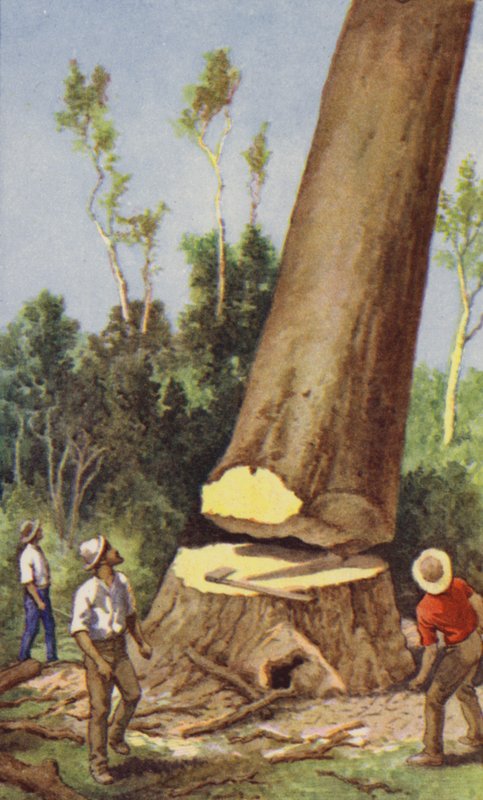 Derrubando um pinheiro kauri (lito colorido) de J. Macfarlane