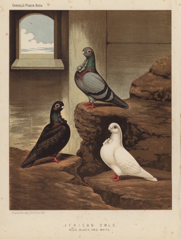 Pombos: Corujas Africanas, Azul, Preto, e Branco (cor litho) de J. W. (after) Ludlow